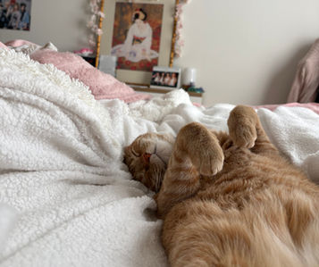 Image of the author's orange tabby cat, Saffy, sleeping belly-up on a white blanket.