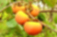 persimmon-3683180_640_edited.jpg