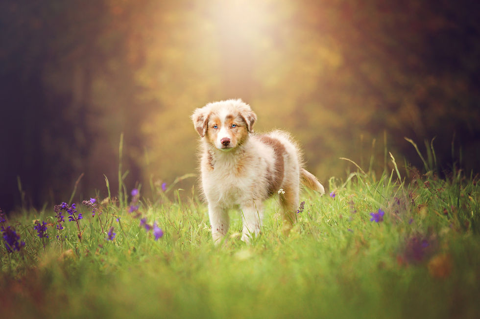 Mini Aussie Welpe