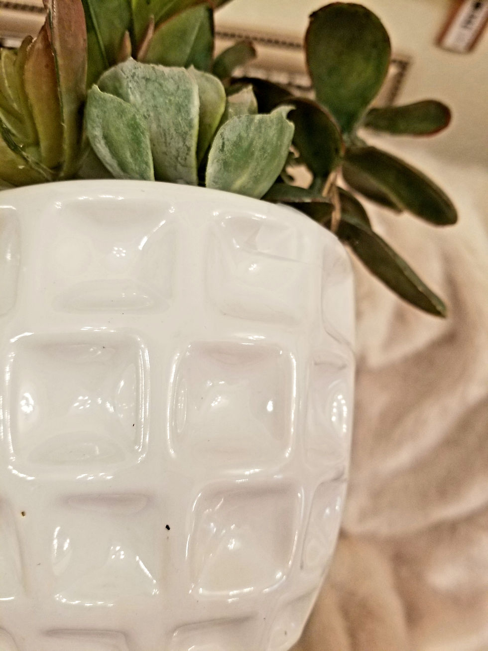 Thumbnail: Display Succulent Collection