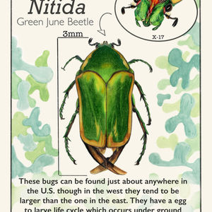 June Bug