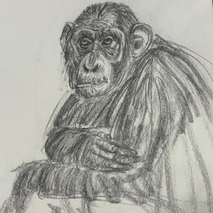 Chimpanzee Study Sketch