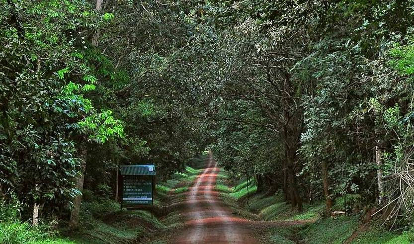 budongo-forest.jpg