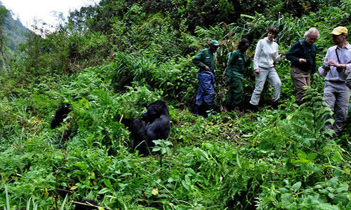 mgahinga-gorilla-trekking-1.jpg