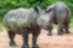 ziwa-rhinos-00235.webp