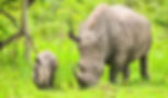 rhinos-at-Ziwa.jpg
