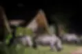 rino-with-chalets-01.webp
