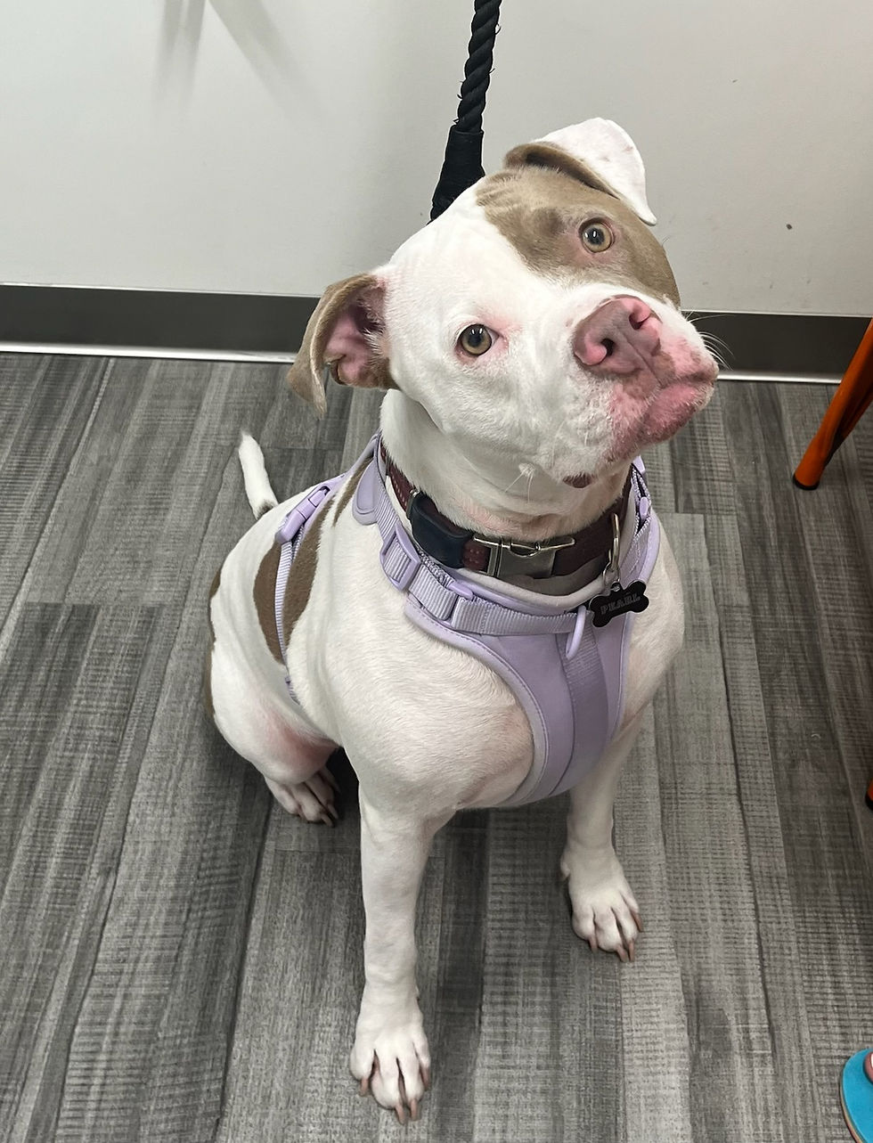 Image by Tamara Bellis