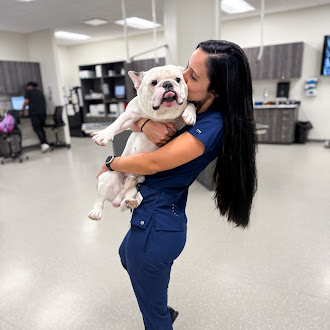 Veterinarian holding and kissing French Bulldog in clinic, ArkVets