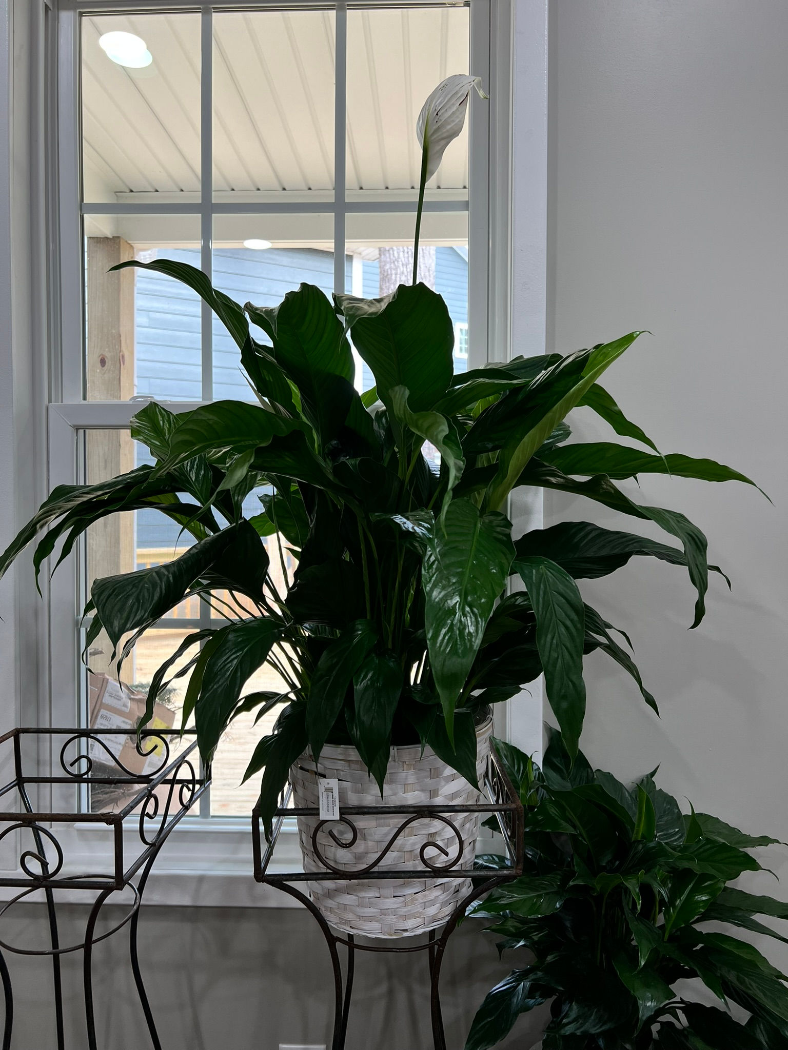 Large Peace Lilly