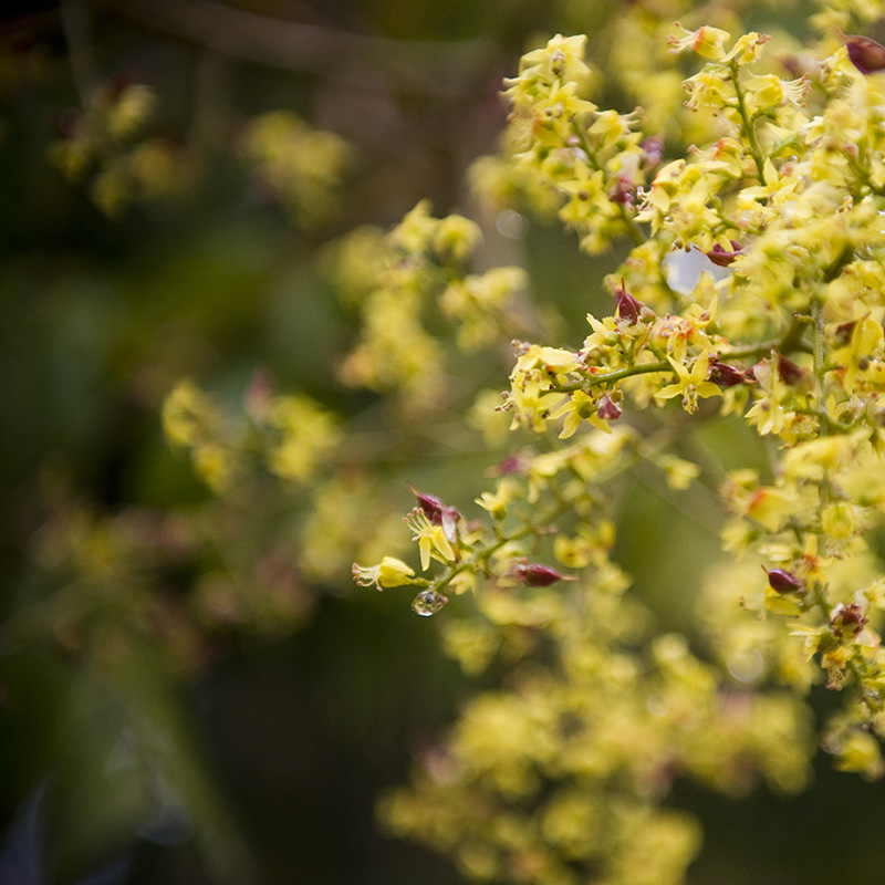 Budding Tree