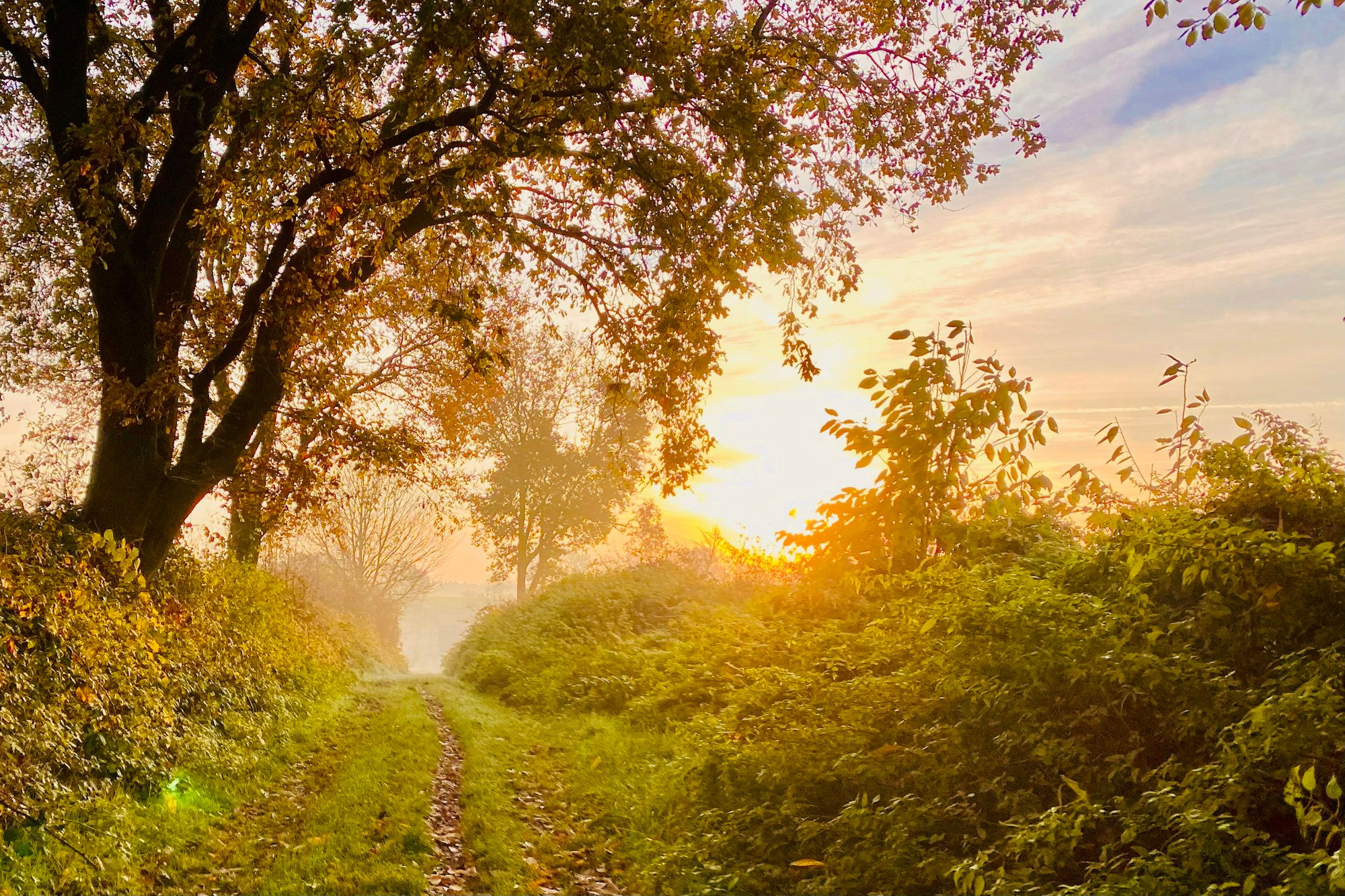 A quiet path through trees glowing in golden morning light.