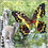 Thumbnail: Handcrafted Paper Butterfly