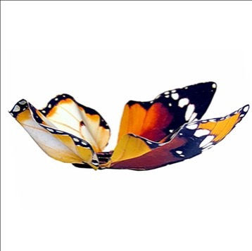 Thumbnail: Handcrafted Paper Butterfly