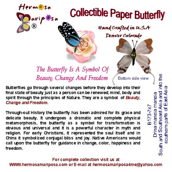 Thumbnail: Handcrafted Paper Butterfly