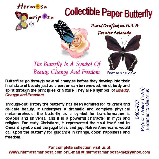 Thumbnail: Handcrafted Paper Butterfly