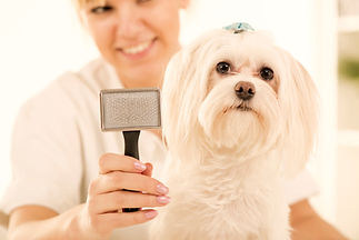 Dog%20Grooming_edited.jpg