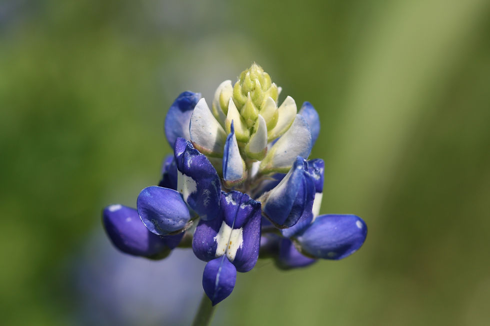 Copy of IMG_0032.JPG