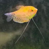 Golden Gourami