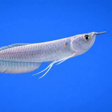 Silver Arowana