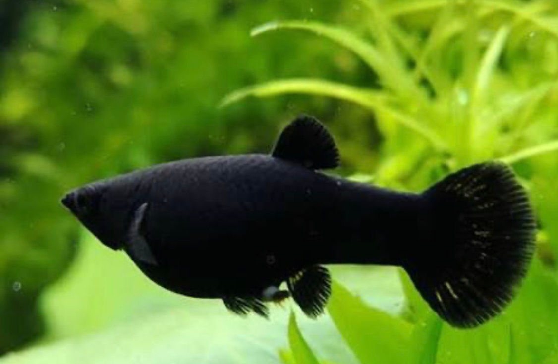 Black Molly