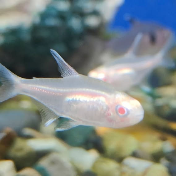Golden Glowlight Tetra