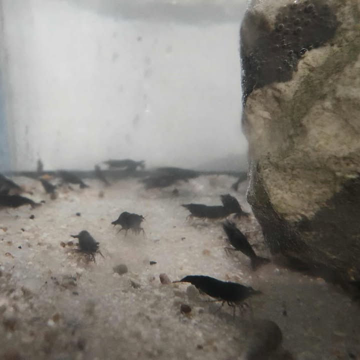 Thumbnail: High Grade Black Cherry Shrimp