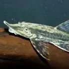 Royal Whiptail Catfish