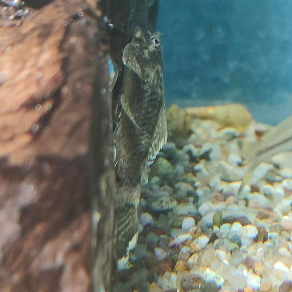 Thumbnail: Green Dragon Bristlenose Plec 3-4cm