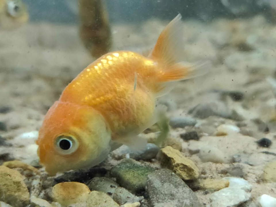 Ranchu Goldfish
