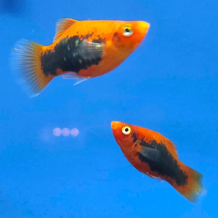 Thumbnail: Assorted Platy
