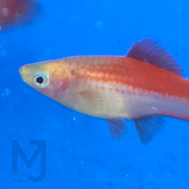 Thumbnail: Pineapple Swordtails