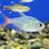 Thumbnail: Colombian Tetra