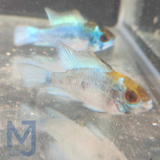 Thumbnail: Electric Blue Ram 4cm