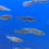 Thumbnail: Assorted Danios