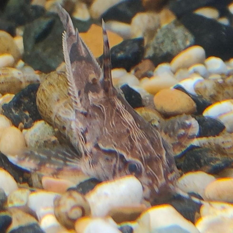 Thumbnail: Hancock's Catfish