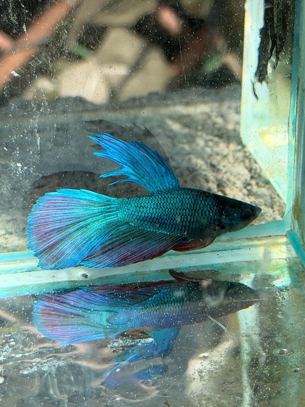 Thumbnail: Christmas Male Betta