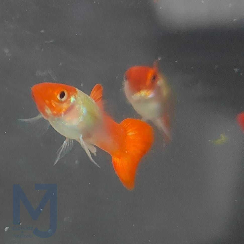 Male Albino Kohaku (Koi) Guppy