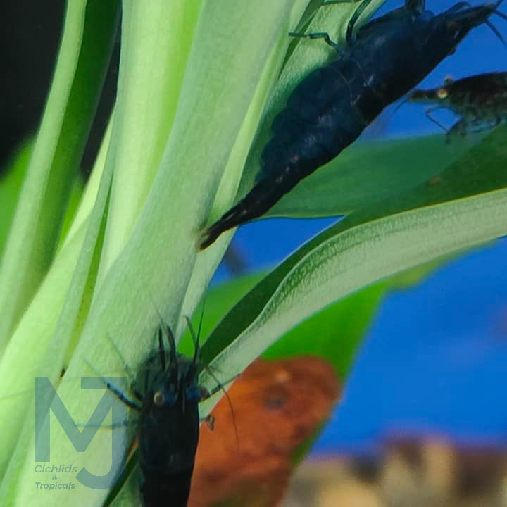 Thumbnail: Blue Dream Shrimp Grade A