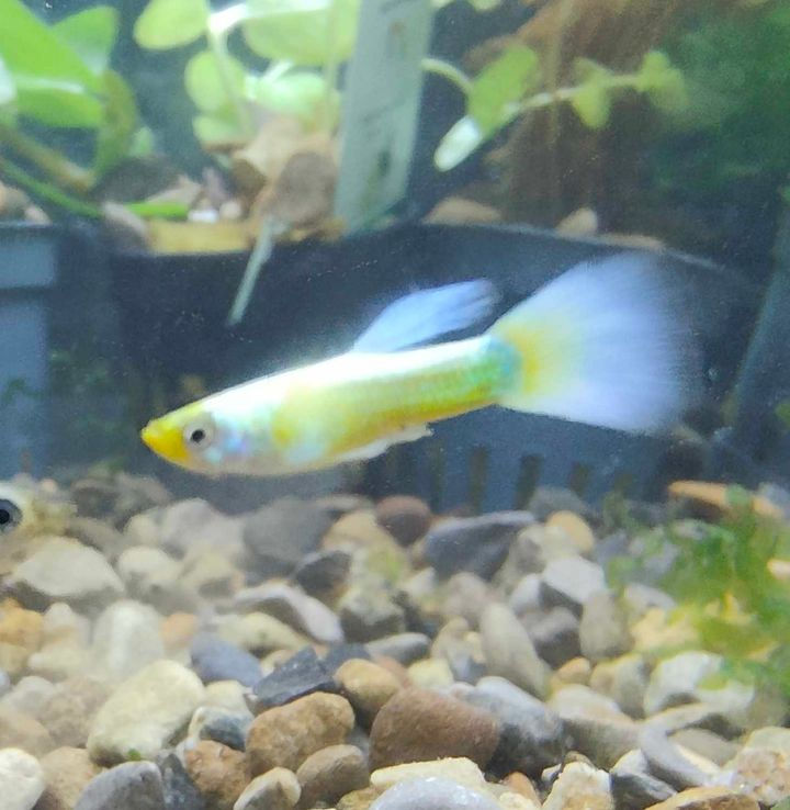 Luminescent White Male Guppy