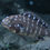 Thumbnail: Tropheus Duboisi