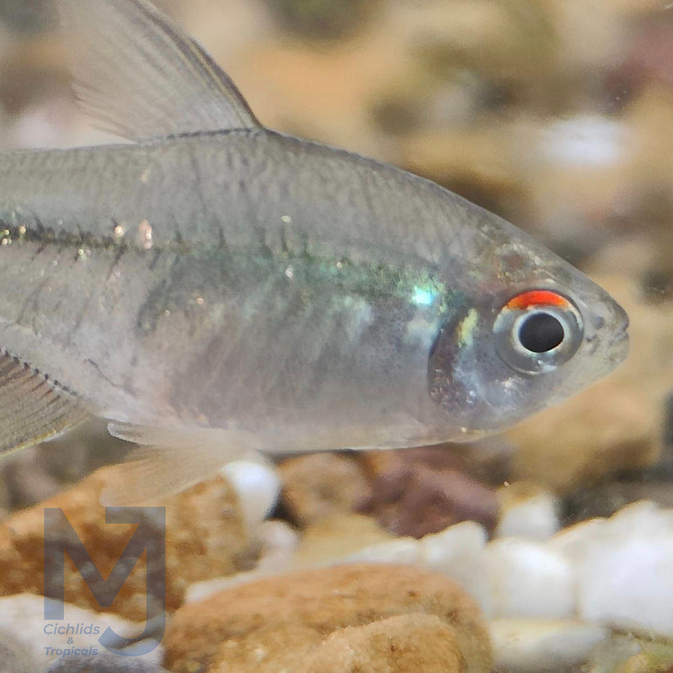 Thumbnail: Diamond Tetra