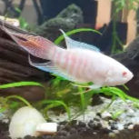Albino Paradise Fish