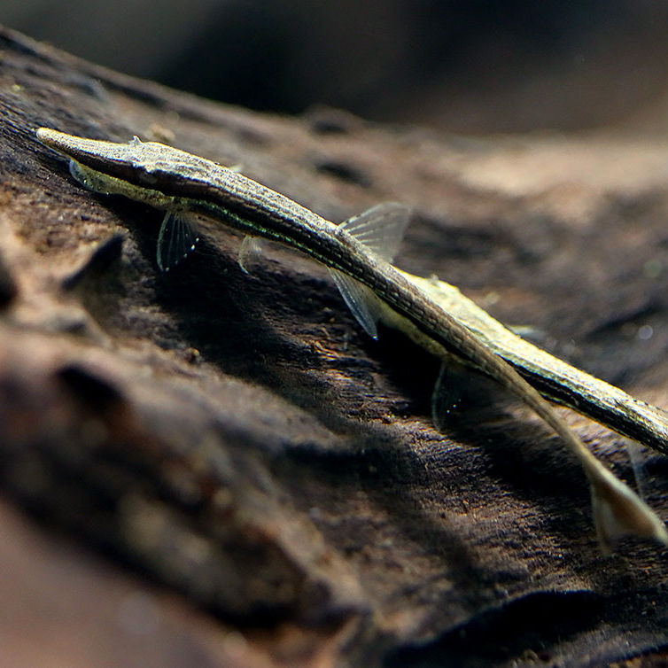 Farlowella - Twig Catfish