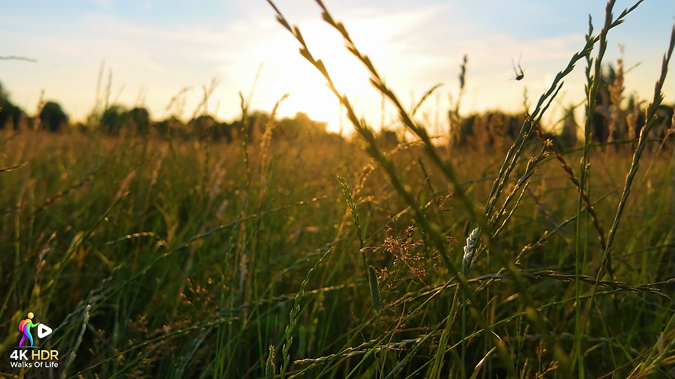 vlcsnap-2026-07-13-23h49m38s489.png