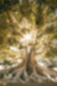 Finding%20my%20roots_edited.jpg