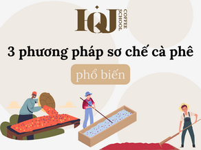 [PROCESSING SERIES] Top 3 phương pháp chế biến cà phê phổ biến 