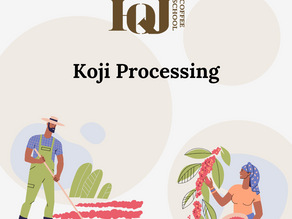 [PROCESSING SERIES] Koji Processing