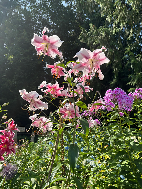 Lillies at Davey Farm