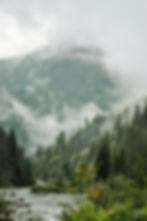 Green trees on a mountain in Idaho